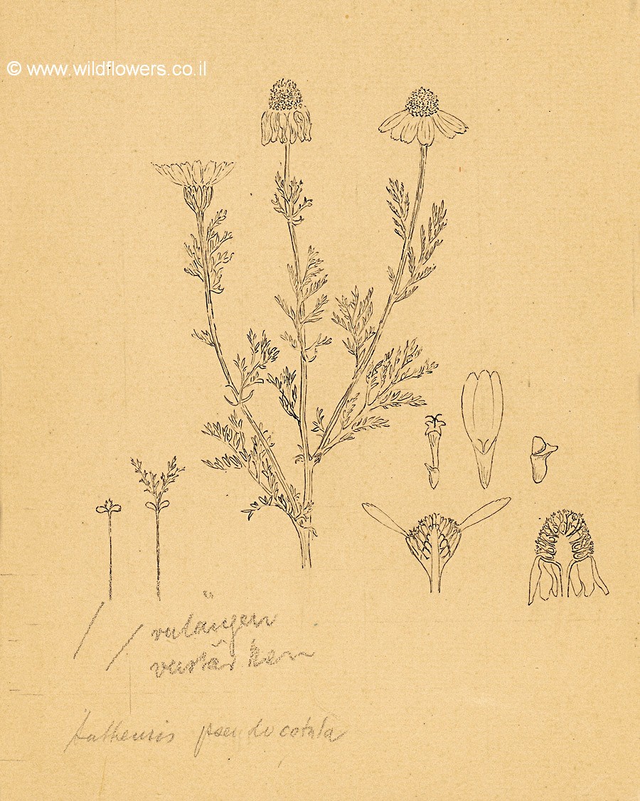 Anthemis  pseudocotula